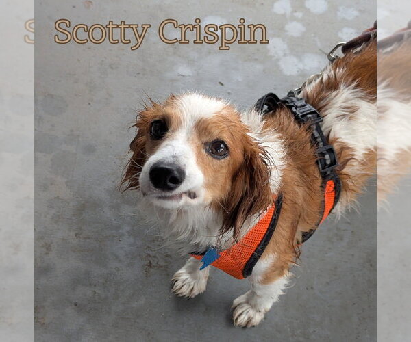 Medium Photo #4 Dachshund Puppy For Sale in San Antonio, TX, USA