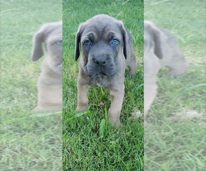 German Shorthaired Pointer Puppy for sale in PLAINVIEW, TX, USA