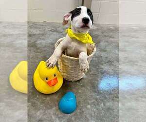 Mutt Dogs for adoption in Abbeville, LA, USA