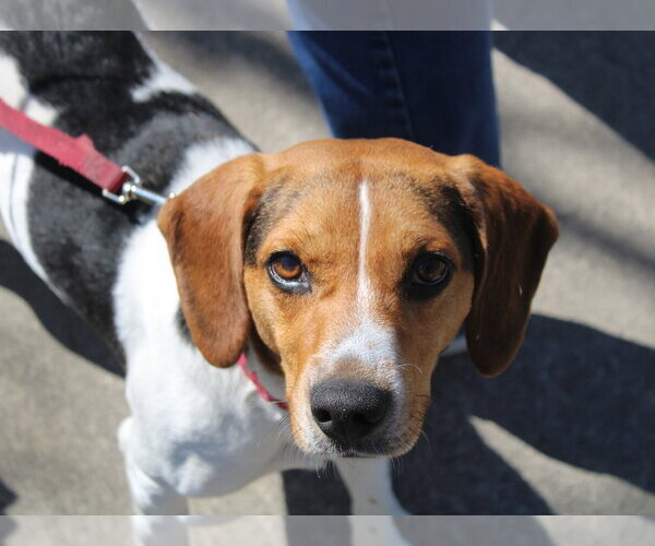 Medium Photo #6 Beagle Puppy For Sale in Dunnellon, FL, USA