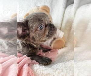 French Bulldog Puppy for sale in MIAMI, FL, USA