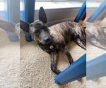 Small #3 American Pit Bull Terrier Mix