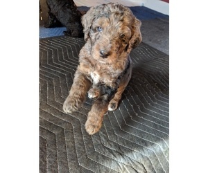 Goldendoodle Puppy for sale in KANKAKEE, IL, USA