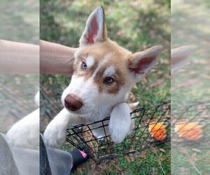 Siberian Husky Puppy for sale in ORANGE PARK, FL, USA