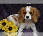 Small #1 Cavalier King Charles Spaniel