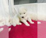 Small #13 Samoyed