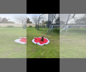 French Bulldog Puppy for sale in SAN DIEGO, CA, USA