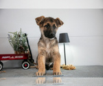 Puppy Gary German Shepherd Dog
