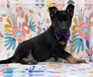 German Shepherd Dog Puppy for sale in LANCASTER, PA, USA