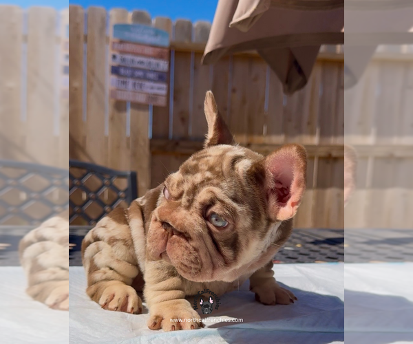 Medium Photo #3 French Bulldog Puppy For Sale in SACRAMENTO, CA, USA