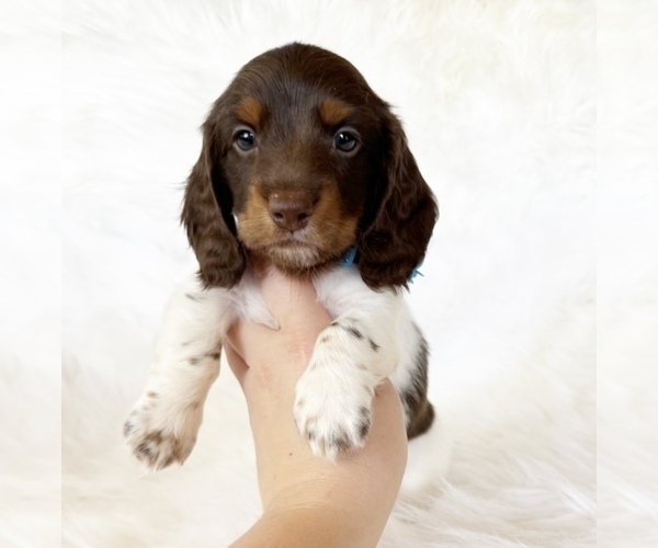 Medium Photo #1 Dachshund Puppy For Sale in DAVIS, CA, USA