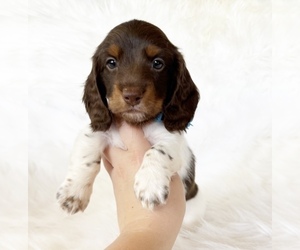 Dachshund Puppy for sale in DAVIS, CA, USA