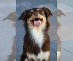 Mother of the Miniature Australian Shepherd puppies born on 09/09/2022