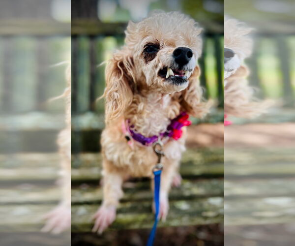 Medium Photo #3 Poodle (Toy)-Unknown Mix Puppy For Sale in Pacolet, SC, USA