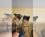 Small Photo #12 Belgian Malinois Puppy For Sale in HOYT, KS, USA