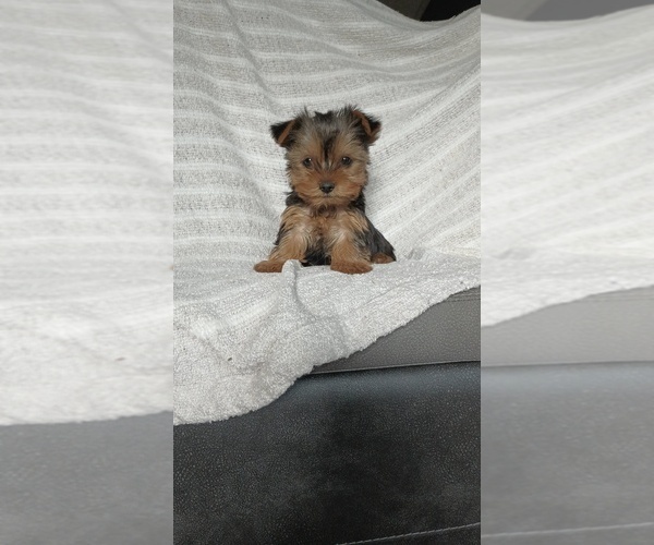 Medium Photo #64 Yorkshire Terrier Puppy For Sale in BENSON, NC, USA