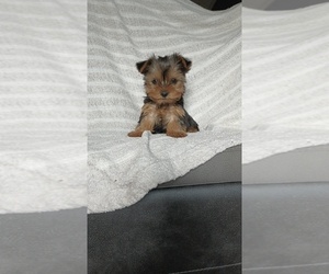 Medium Yorkshire Terrier