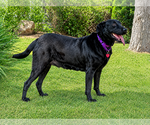 Small #1 Labrador Retriever Mix