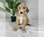 Small Photo #4 Goldendoodle (Miniature) Puppy For Sale in FRANKLIN, IN, USA