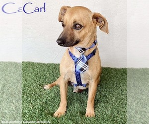 Chiweenie Dogs for adoption in San Diego, CA, USA