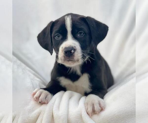 Medium Photo #1 Labrador Retriever-Unknown Mix Puppy For Sale in San Diego, CA, USA