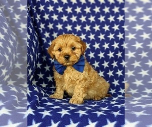 Cavachon-Poodle (Miniature) Mix Puppy for sale in AIRVILLE, PA, USA