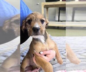 Mutt Dogs for adoption in Warrenton, VA, USA