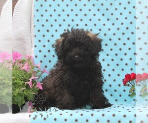 Zuchon Puppy for sale in RISING SUN, MD, USA