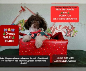 Poodle (Toy) Puppy for sale in TUCSON, AZ, USA