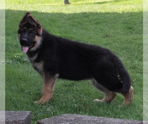German Shepherd Dog Puppy for sale in FREDERICKSBURG, OH, USA