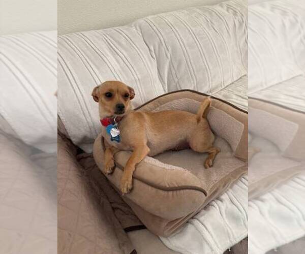 Medium Photo #11 Chiweenie Puppy For Sale in LA PINE, OR, USA