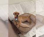 Small #10 Chiweenie