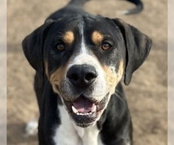 Medium Photo #1 Bloodhound-Unknown Mix Puppy For Sale in Canton, CT, USA