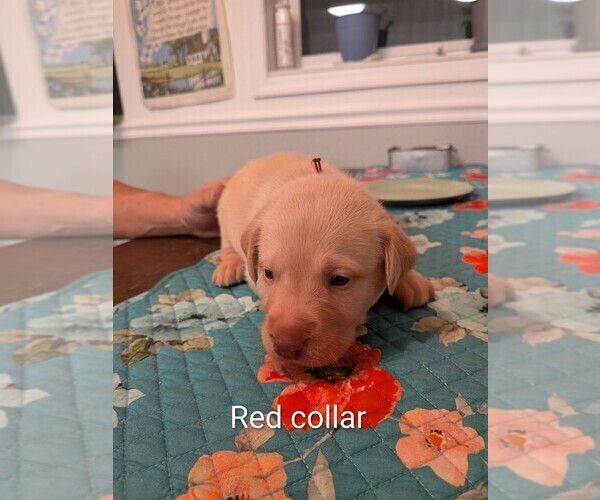 Medium Photo #3 Labrador Retriever Puppy For Sale in PIERSON STATION, IL, USA