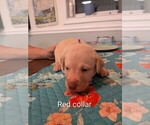 Red collar - Male Labrador Retriever Puppy for Sale - Photo #3