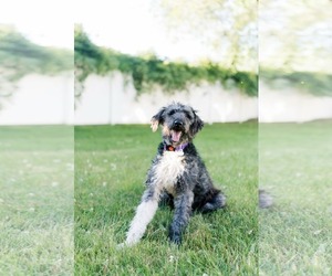 Aussiedoodle Dogs for adoption in Westwood, NJ, USA