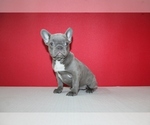 Small Photo #3 French Bulldog Puppy For Sale in HIALEAH, FL, USA
