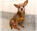 Small #1 Chihuahua