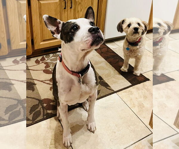 Medium Photo #3 Labrador Retriever-Unknown Mix Puppy For Sale in Princeton, MN, USA