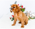 Small Photo #10 Cavalier King Charles Spaniel Puppy For Sale in WAKARUSA, IN, USA