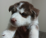 Image preview for Ad Listing. Nickname: Fluffy