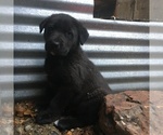 Small Photo #1 Shepradors Puppy For Sale in SHELTON, WA, USA