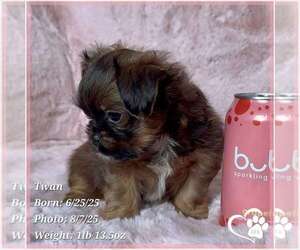 Brussels Griffon Puppy for sale in TEMPE, AZ, USA