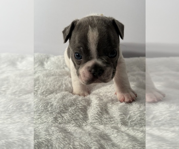 Medium Photo #14 French Bulldog Puppy For Sale in OLYMPIA, WA, USA