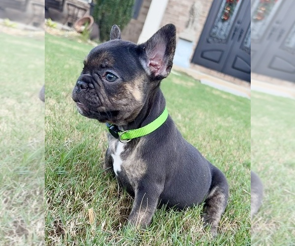 Medium Photo #6 French Bulldog Puppy For Sale in SNELLVILLE, GA, USA