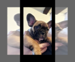 Small Photo #3 French Bulldog Puppy For Sale in POMONA, CA, USA