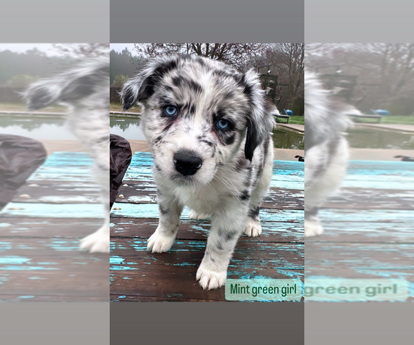 Medium Photo #4 Australian Shepherd Puppy For Sale in MCDONOUGH, GA, USA