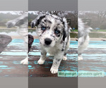 Small Photo #4 Australian Shepherd Puppy For Sale in MCDONOUGH, GA, USA