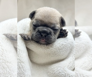 Medium French Bulldog