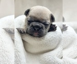 Puppy 2 French Bulldog